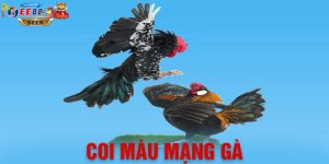 Coi Màu Mạng Gà Đá Theo Ngũ Hành Kê Thủ Không Nên Bỏ Qua